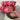 Possumman: Wild Dog Roll 2KG