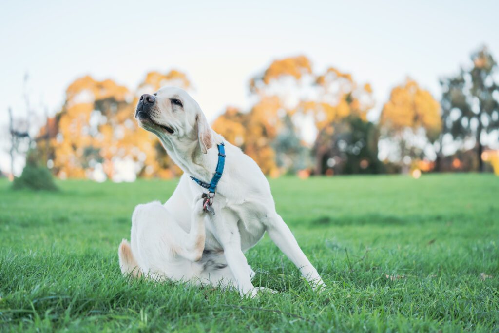 Does my dog have a grass allergy?