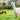 Alpaca