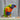 Aviary Birds