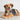 Dog waiting for dog food from bob & ben online pet food store nz