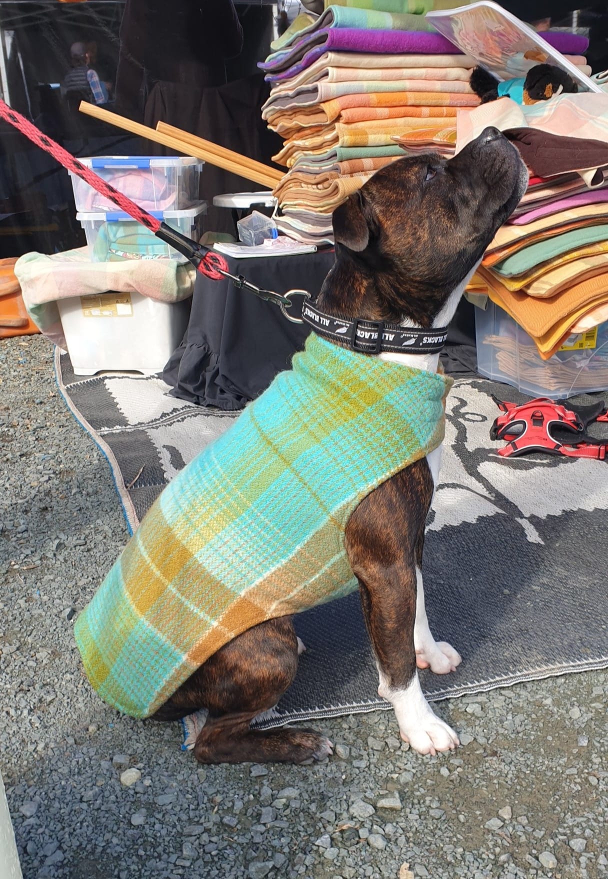 Blankit: Dog Woollen Retro Coat