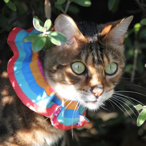 Little Lions: Cat Scrunchie with Reflective tape - Bird Protector