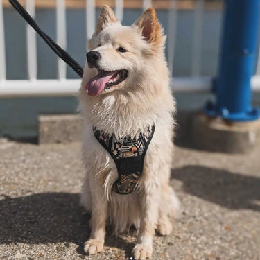 Wolf and Co - "Coyote" - Reflective No Pull Dog Harness  - Extra Large