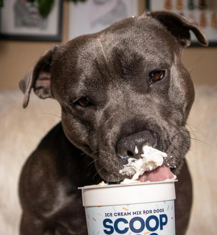 Scoop: Dog Ice Cream - Bacon