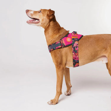 Zee Dog FlyHarness - Selva