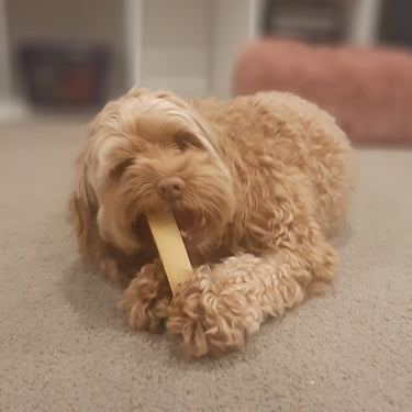 Bestmate: Himalayan Cheese K9 Chew