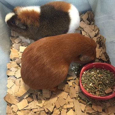 Airlyte Animal Bedding