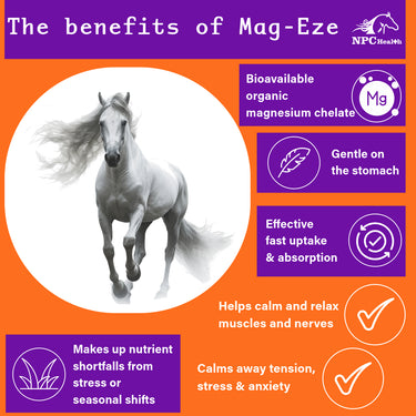 NPC - Magnesium for horses | Best Chelate 1kg