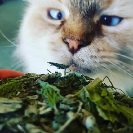 Olive's Kitchen: NZ Grown Catnip - Herbal Cat Happiness - 10g