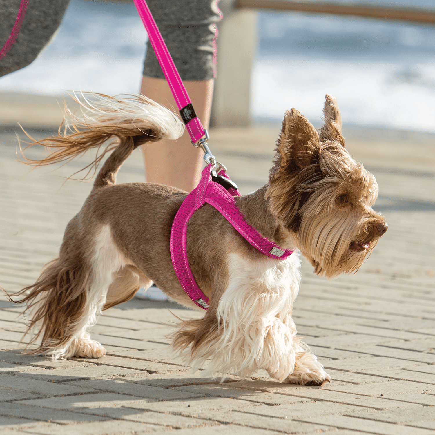 Bob Harness Razorbacks Rogz Fast Fit Harness Blue | Bob & Ben The Pet Supplies Men