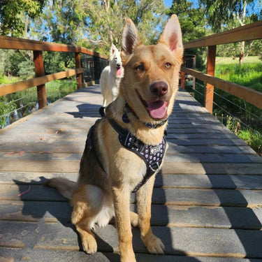 Wolf and Co - "Wolf Pack" - Reflective No Pull Dog Harness  - Extra Large