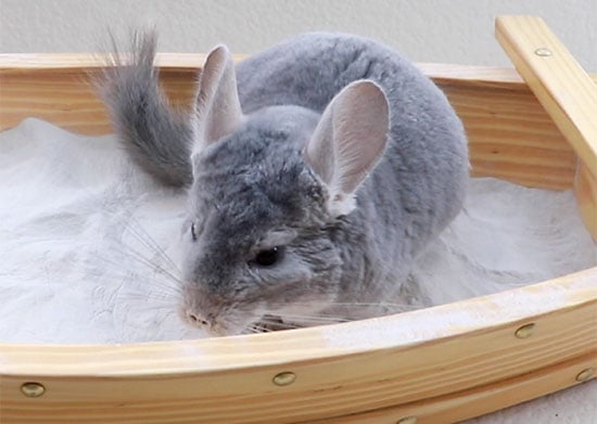 Floofs: Chinchilla Dust