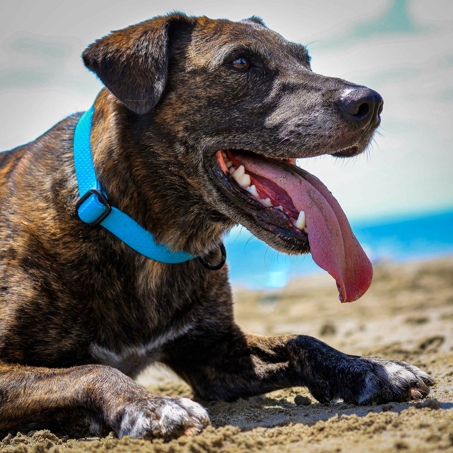 CC Collar Dog Biothane - Teal