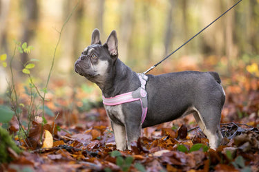 HUGO&HUDSON: Step-In Easy Harness Pink