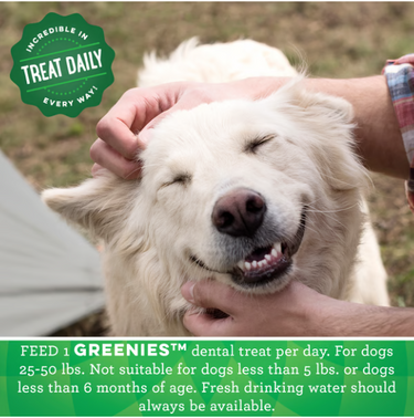 Greenies: Regular Dental Chews - 170g, 6pc