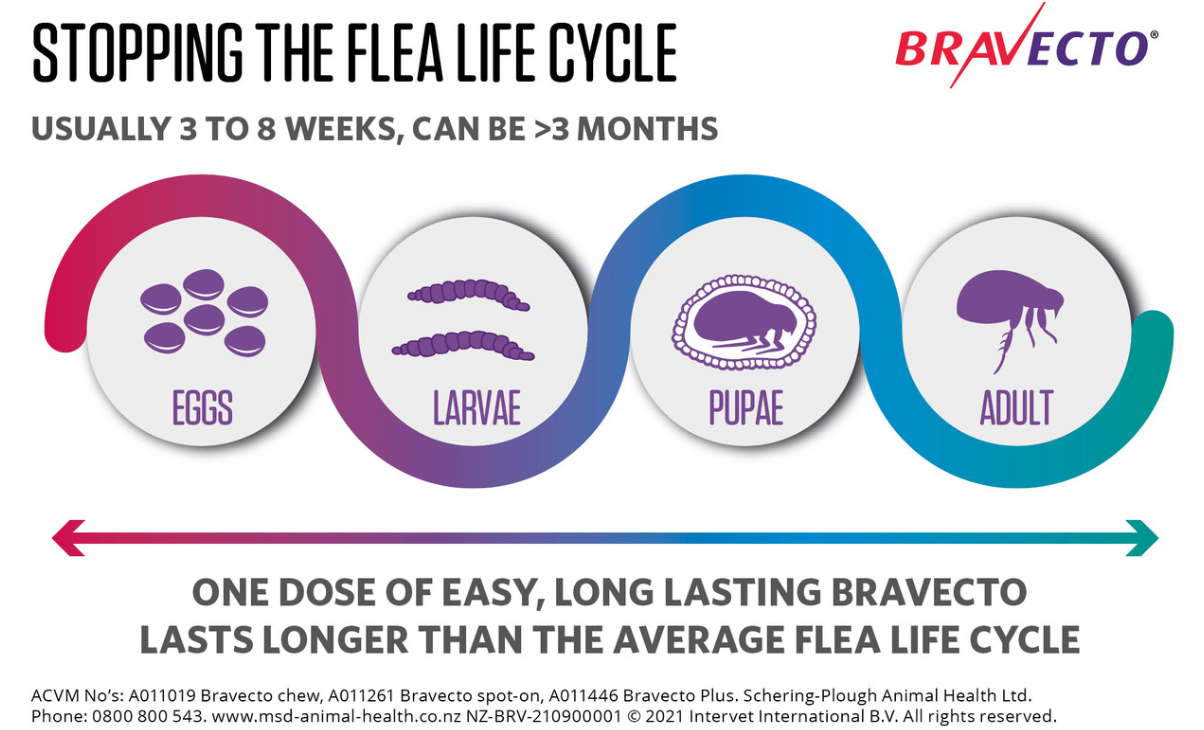 Bravecto: Flea & Tick Chew for Dogs