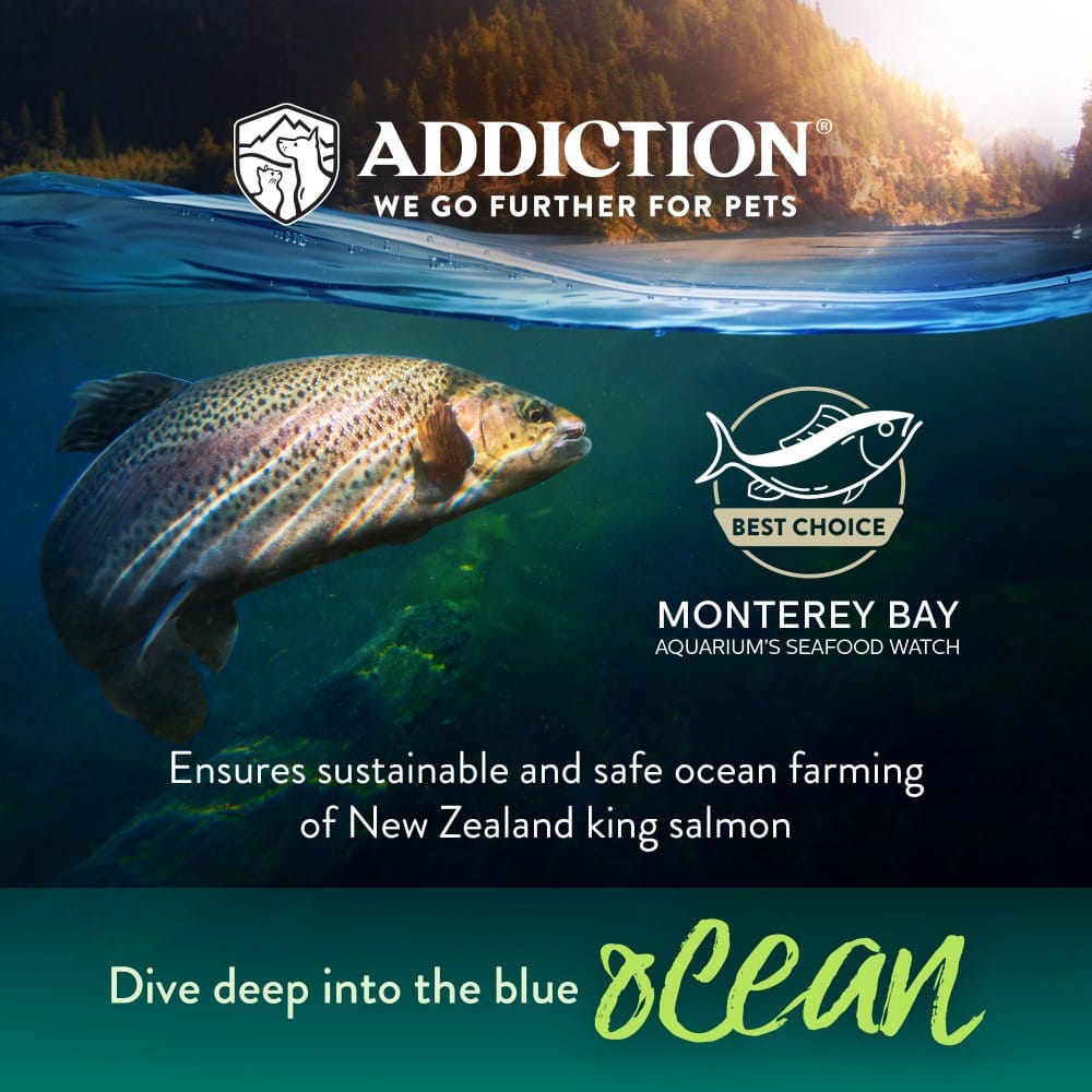 Addiction: Grain Free Salmon Bleu (Cat)