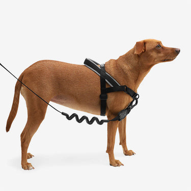 ZeeDog Soft Walk Anti-pull Harness (Assorted Colours)