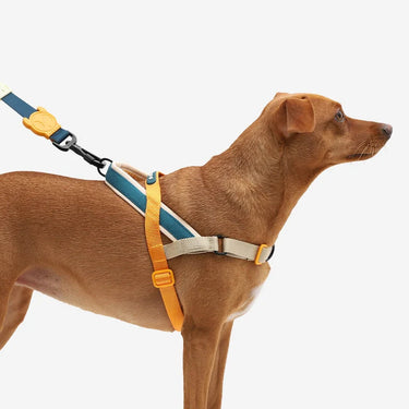 ZeeDog Softerwalk Anti Pull Harness - Voyage - Small