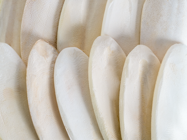 Topflite: Cuttlefish