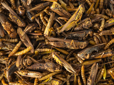 Topflite: Insect Medley