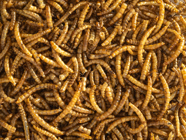 Topflite: Mealworms